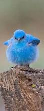 angry bluebird