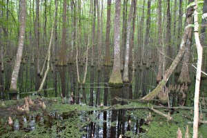 Cypress Swamp 0004