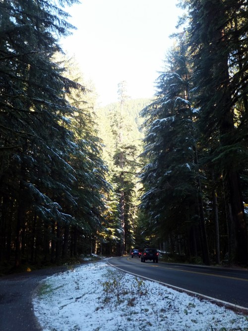 Look at the size of them trees