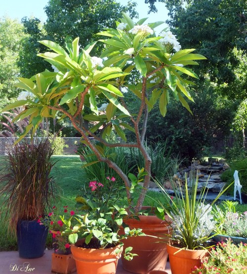 Early in the morning signature