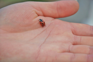 ladybug-169943_1280