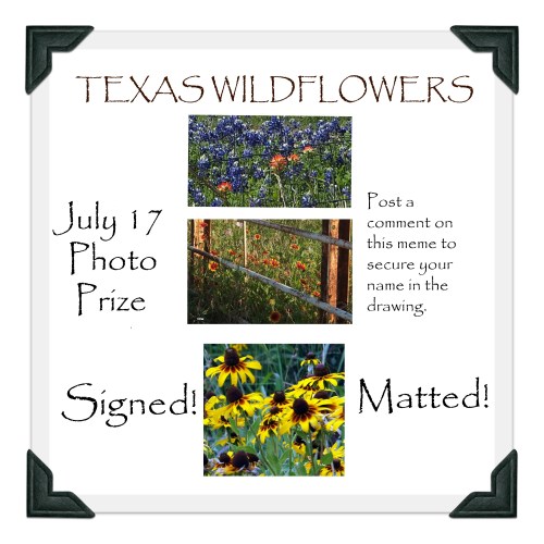 Texas Wildflowers
