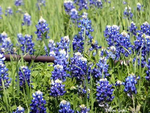 bb fence and blossoms 2a
