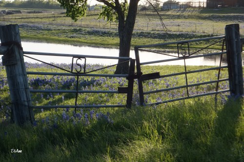 1181 Gates and shadows