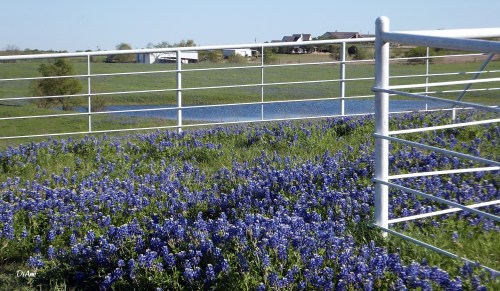 Southern trial fence and BB