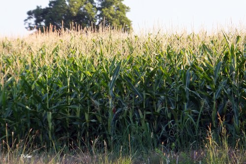 Corn blessed corn