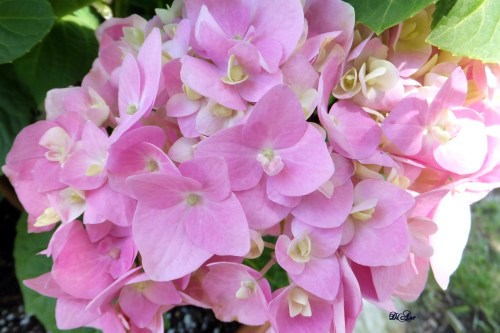 A promise of whats to come 5